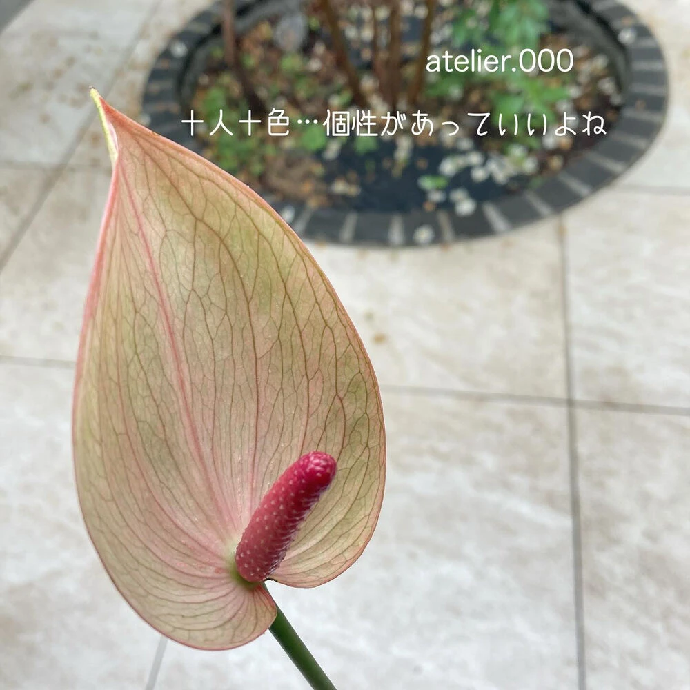 ブログ