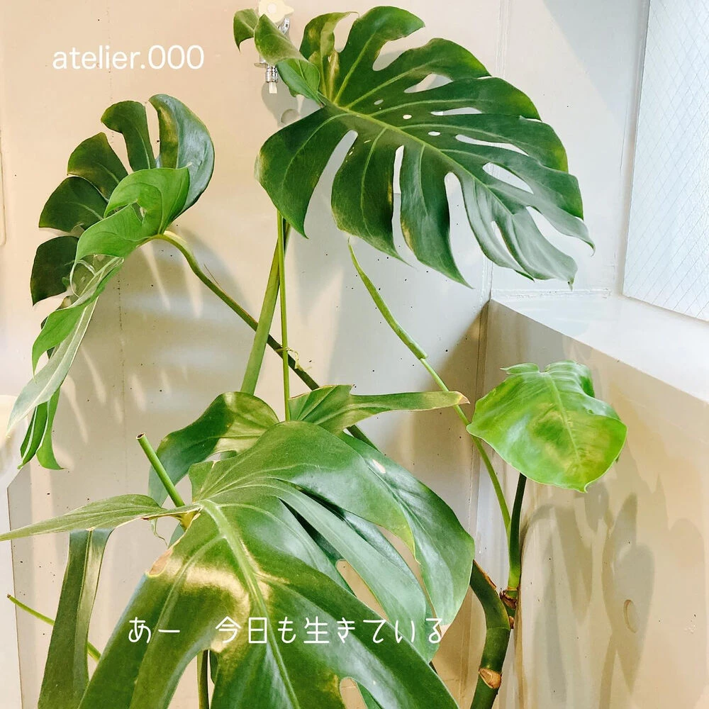 ブログ