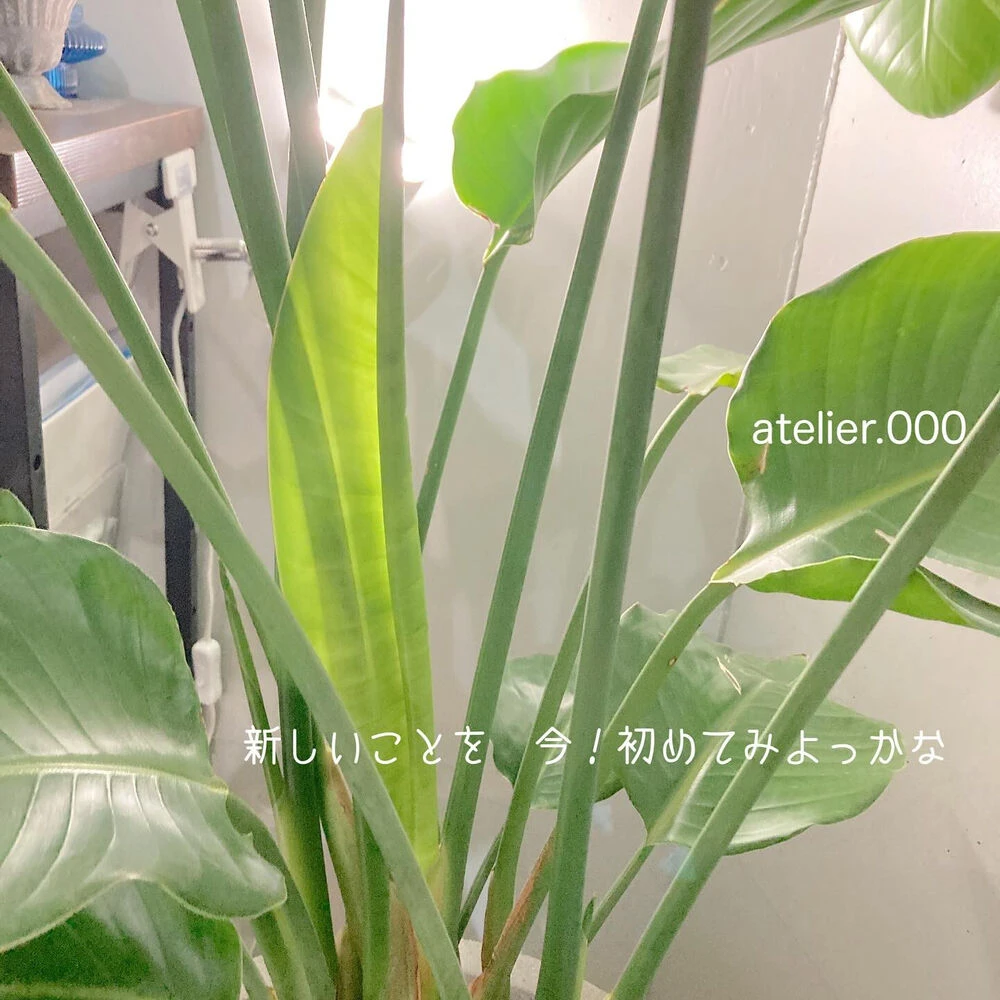 ブログ